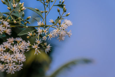 Close-up of cherry blossom against blue sky