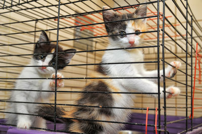 Close-up of kitten in cage