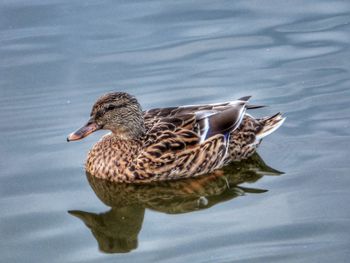 Close-up of duck swimming in lake