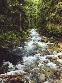 River flowing amidst trees in forest