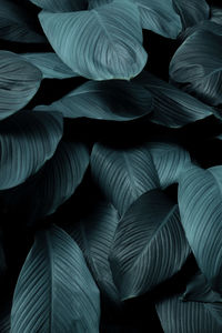 Tropical leaves, abstract green leaves texture, nature background