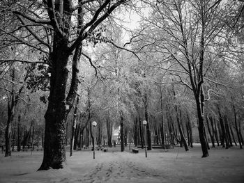 Bare trees on snow covered land
