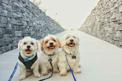 Dogs sitting on footpath amidst stone walls