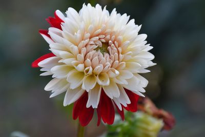 Close-up of red dahlia