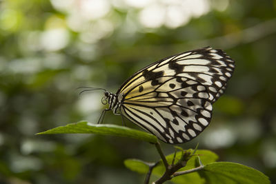 Close-up of butterfly perching on plant