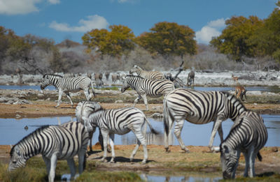 Zebras in the etosha national park namibia south africa