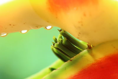 Close-up of fruit