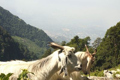 Panoramic view of horses on mountain against sky
