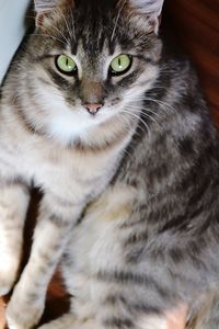 Close-up portrait of tabby cat