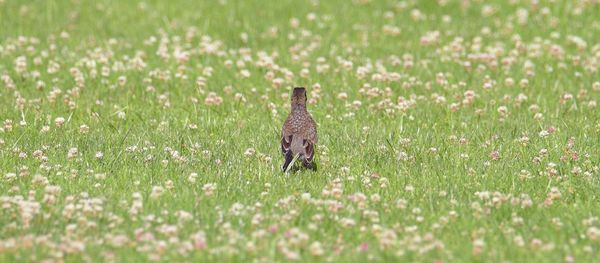 Lizard on field