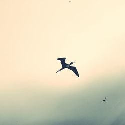 Low angle view of silhouette bird flying against clear sky