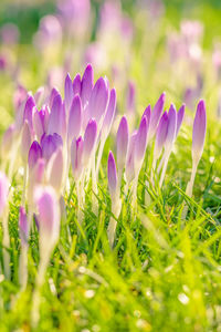 Close-up of purple crocus flowers on field