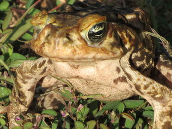 Close-up of frog on leaf