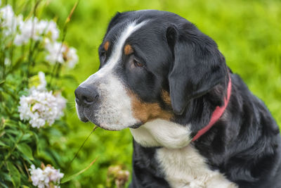 Close-up of dog looking away