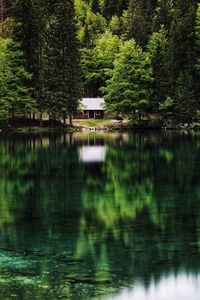 Scenic view of lake in forest