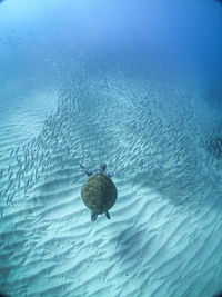 High angle view of man swimming in sea