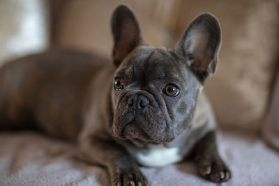 Close-up portrait of a dog