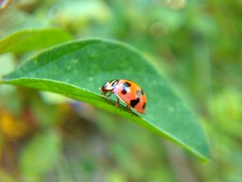 Close-up of ladybug on leaf