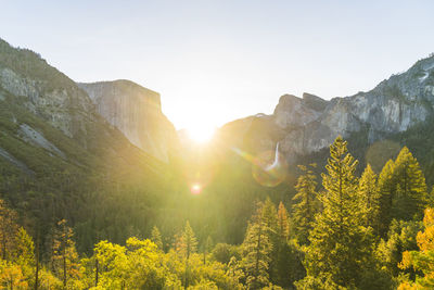 Scenic view of pine trees against sky