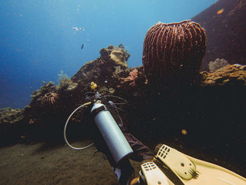 View of an animal swimming in sea