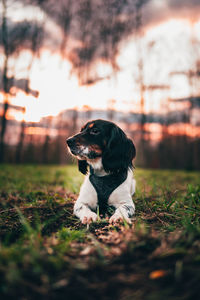 Dog looking away on field