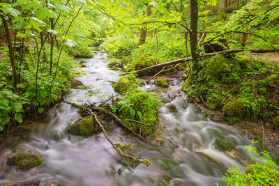 River flowing through rocks in forest