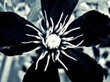 Close-up of flower blooming outdoors