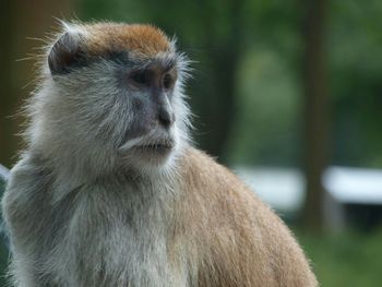 Close-up of monkey at san diego zoo safari park