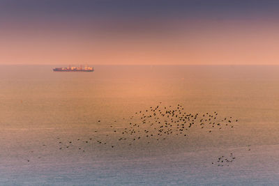 Flock of birds in the sea