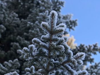 Close-up of pine tree during winter