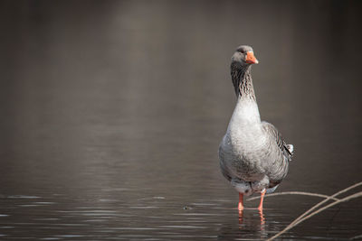 Close-up of bird in lake