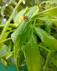 Close-up of insect on leaf