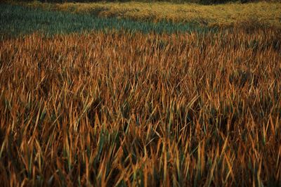 Crops growing in field