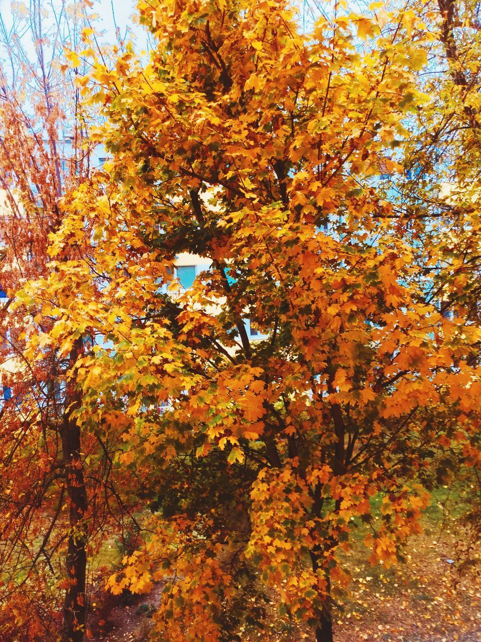 LOW ANGLE VIEW OF AUTUMNAL TREE