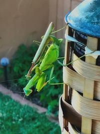 Close-up of fresh green plant