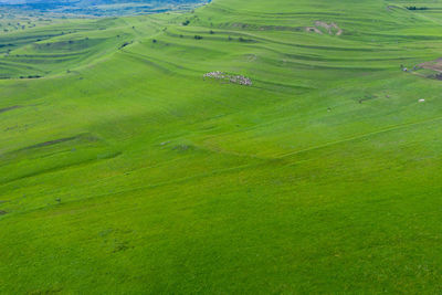 High angle view of agricultural field