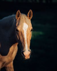 Close-up of a horse