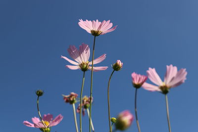 Close-up of pink cosmos flowers against sky