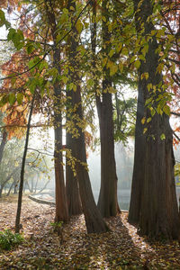 Trees in forest during autumn