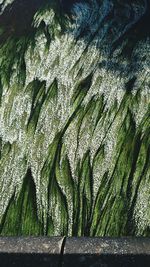 Close-up of leaves in water