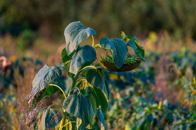 Close-up of flowering plant on field