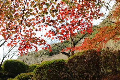 Low angle view of autumn tree against sky