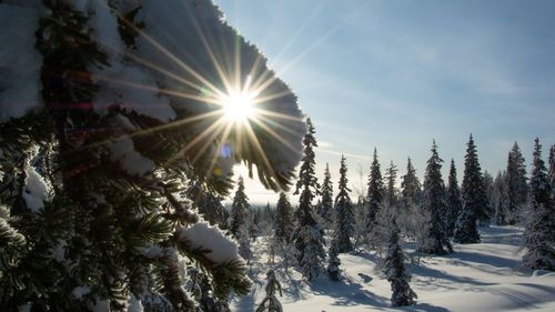 Sun streaming through snow covered trees against sky