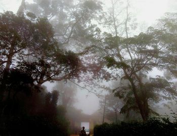 Trees in foggy weather