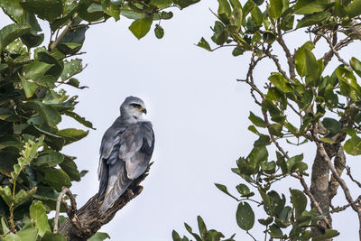 Low angle view of bird perching on tree