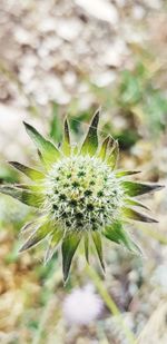 Close-up of dandelion flower