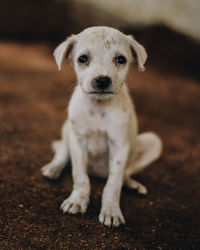 Portrait of puppy sitting outdoors