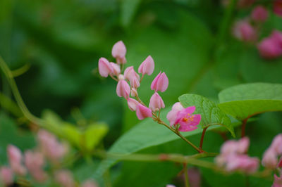 Close-up of pink flowering plant