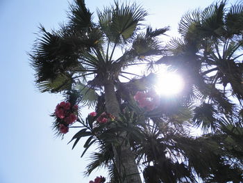 Low angle view of palm tree against clear sky