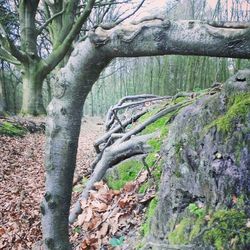 Trees in forest